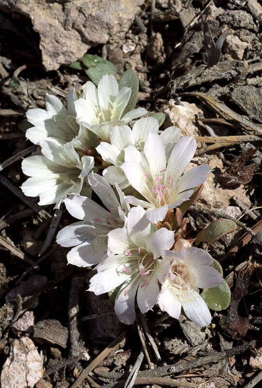 Image of Kellogg's lewisia