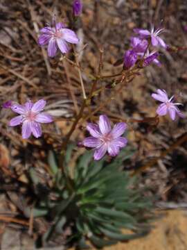 Image of quill-leaf lewisia