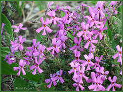 Image de Jamesbrittenia microphylla (L. fil.) O. M. Hilliard