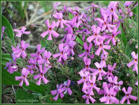 Image of Jamesbrittenia microphylla (L. fil.) O. M. Hilliard