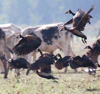 Image of White-faced Whistling Duck