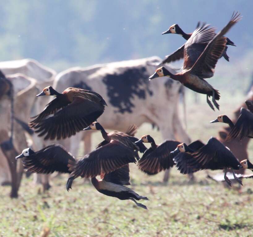 Image of White-faced Whistling Duck