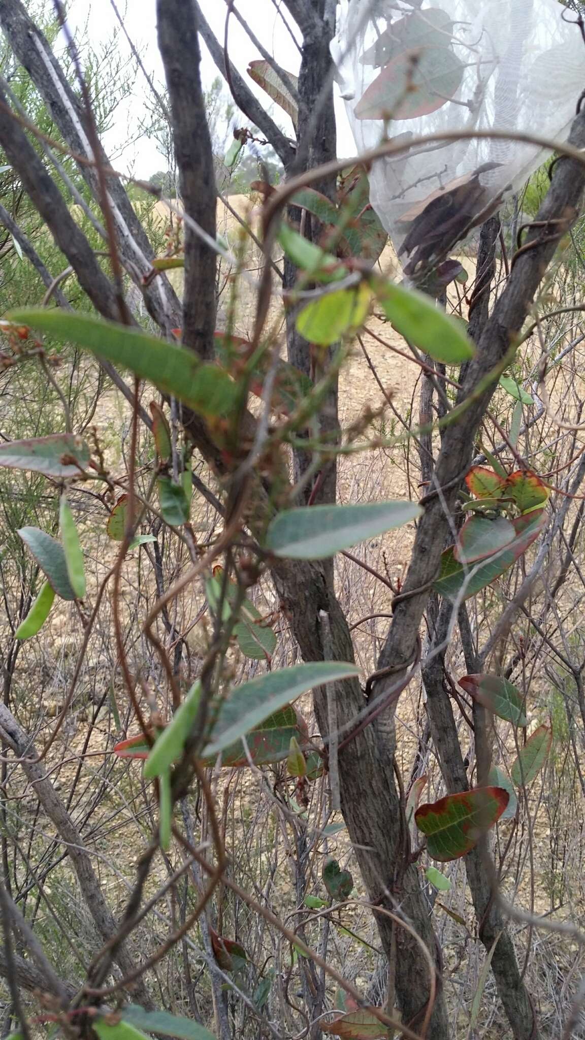 Hardenbergia violacea (Schneev.) Stearn resmi