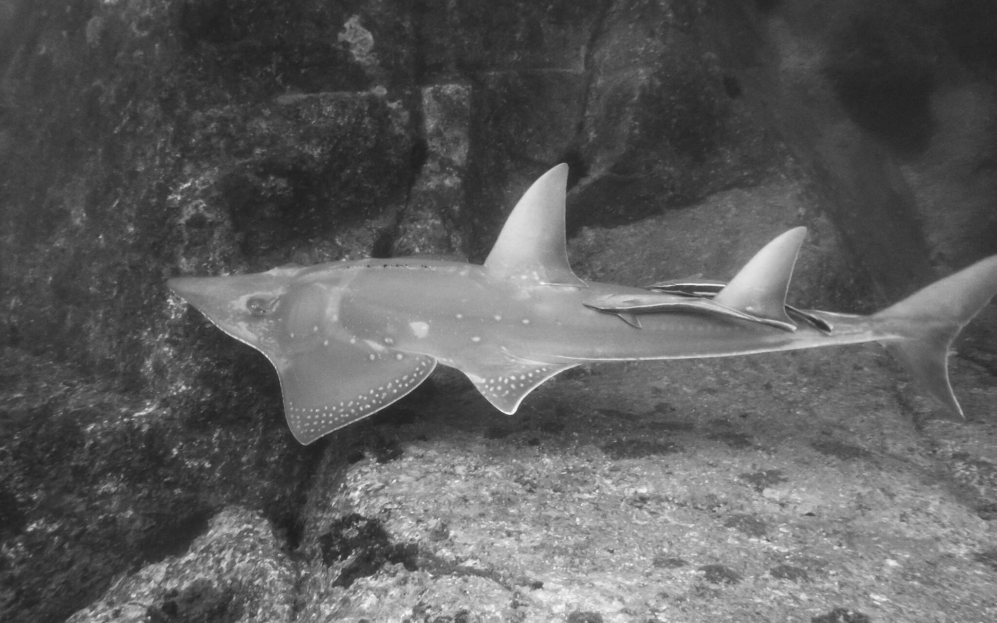 Image of White-spotted Guitarfish