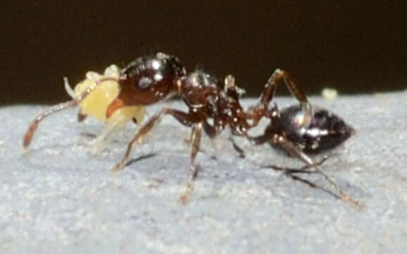 Image of Crematogaster ashmeadi Mayr 1886