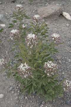 Image of clammyweed