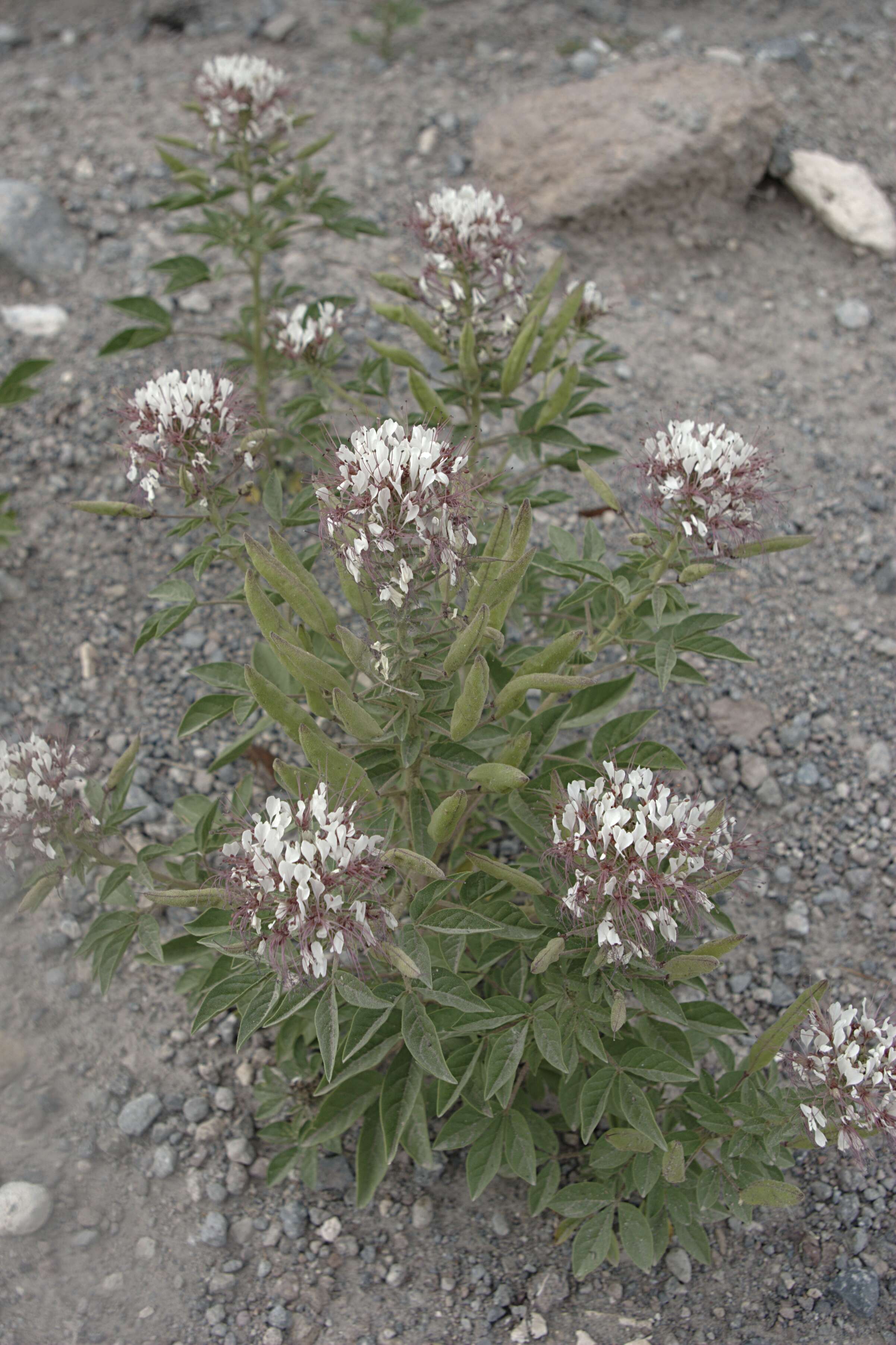 Image of clammyweed