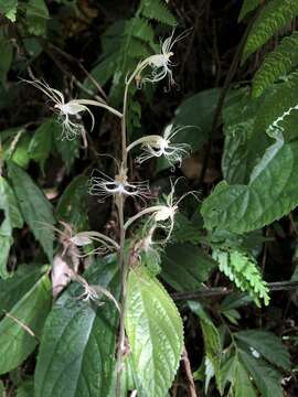 Image of Habenaria polytricha Rolfe