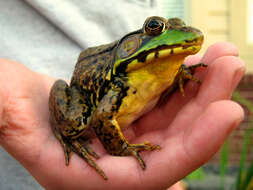 Image of Green Frog