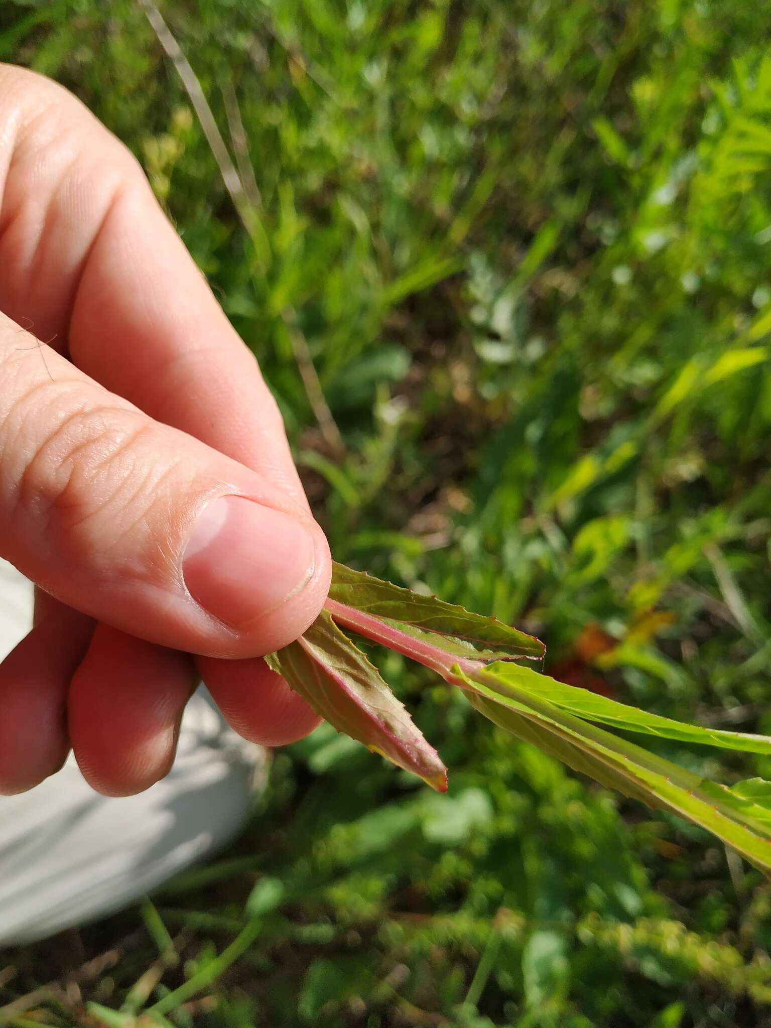 Image of Epilobium lamyi F. W. Schultz