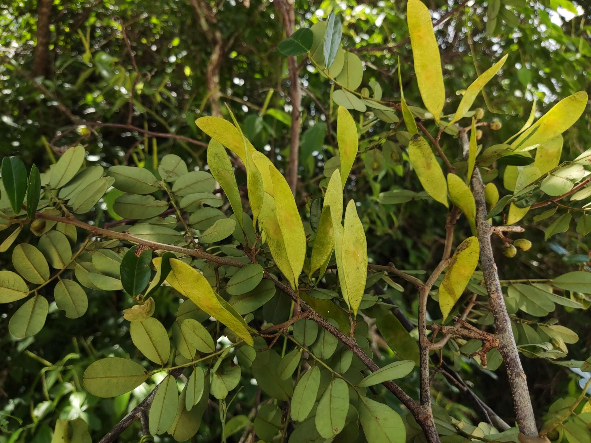 Image of Dalbergia glabra (Mill.) Standl.