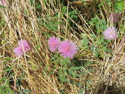 Mimosa quadrivalvis var. platycarpa (A. Gray) Barneby的圖片