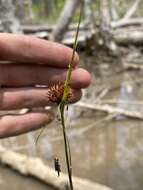 Image of Bunched Beak Sedge