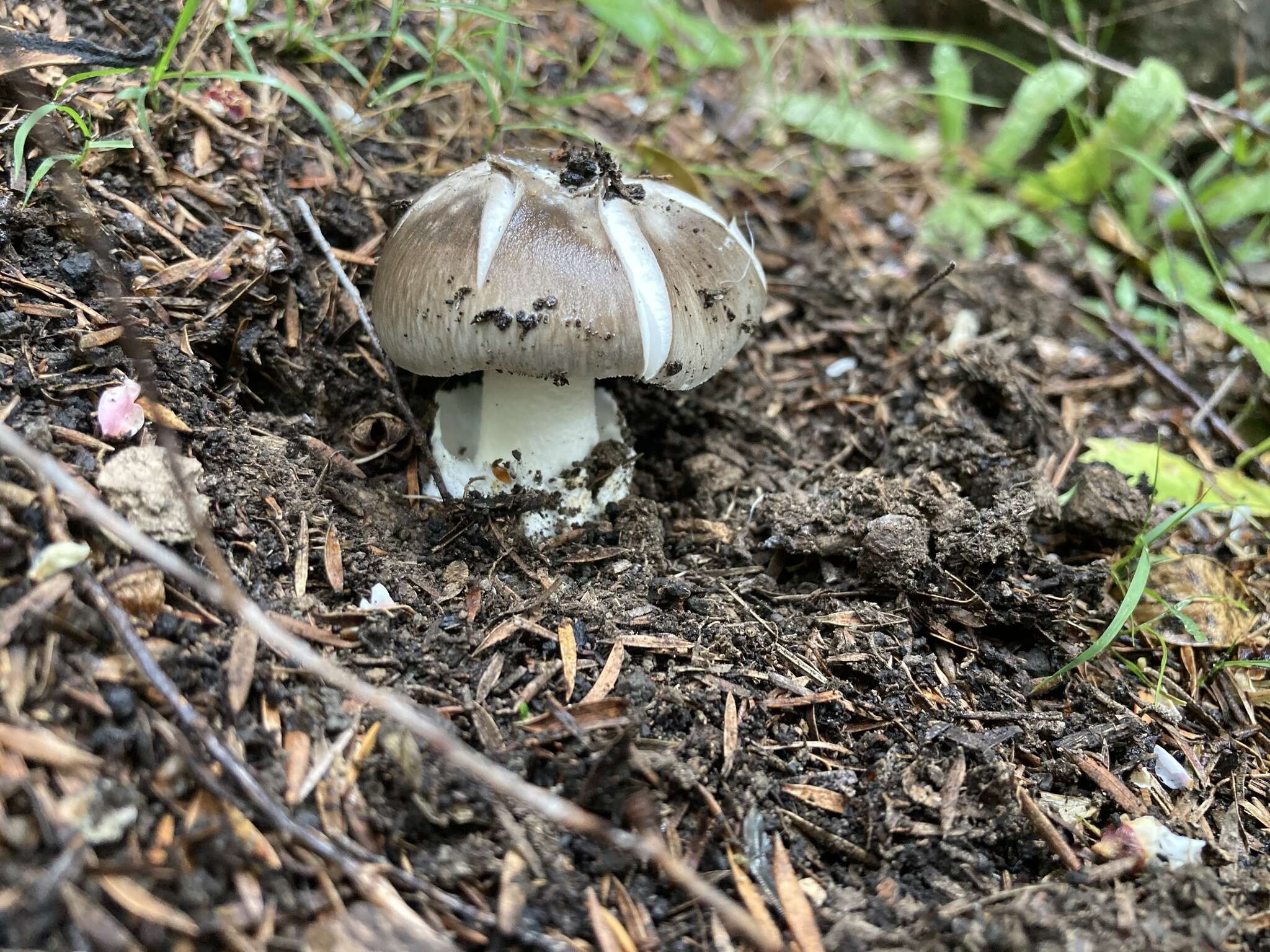 Image of Amanita marmorata Cleland & E.-J. Gilbert 1941