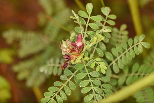 Image of Florida prairie-clover