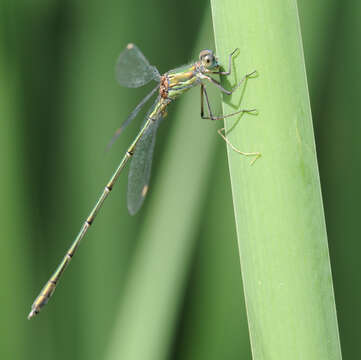 Image of Chalcolestes Kennedy 1920