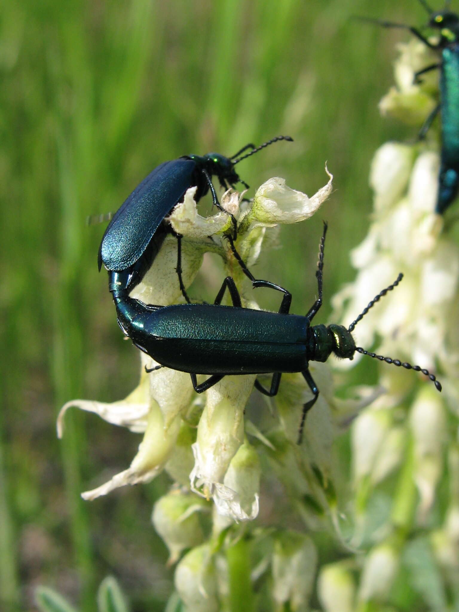 Image of Lytta (Poreopasta) cyanipennis (Le Conte 1851)