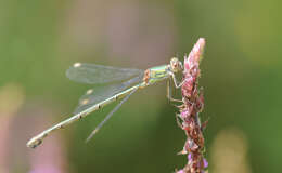 Image of Chalcolestes Kennedy 1920