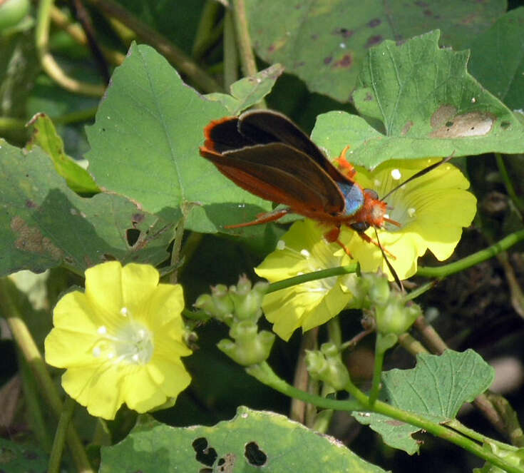 Image of Bibasis oedipodea belesis Mabille 1876