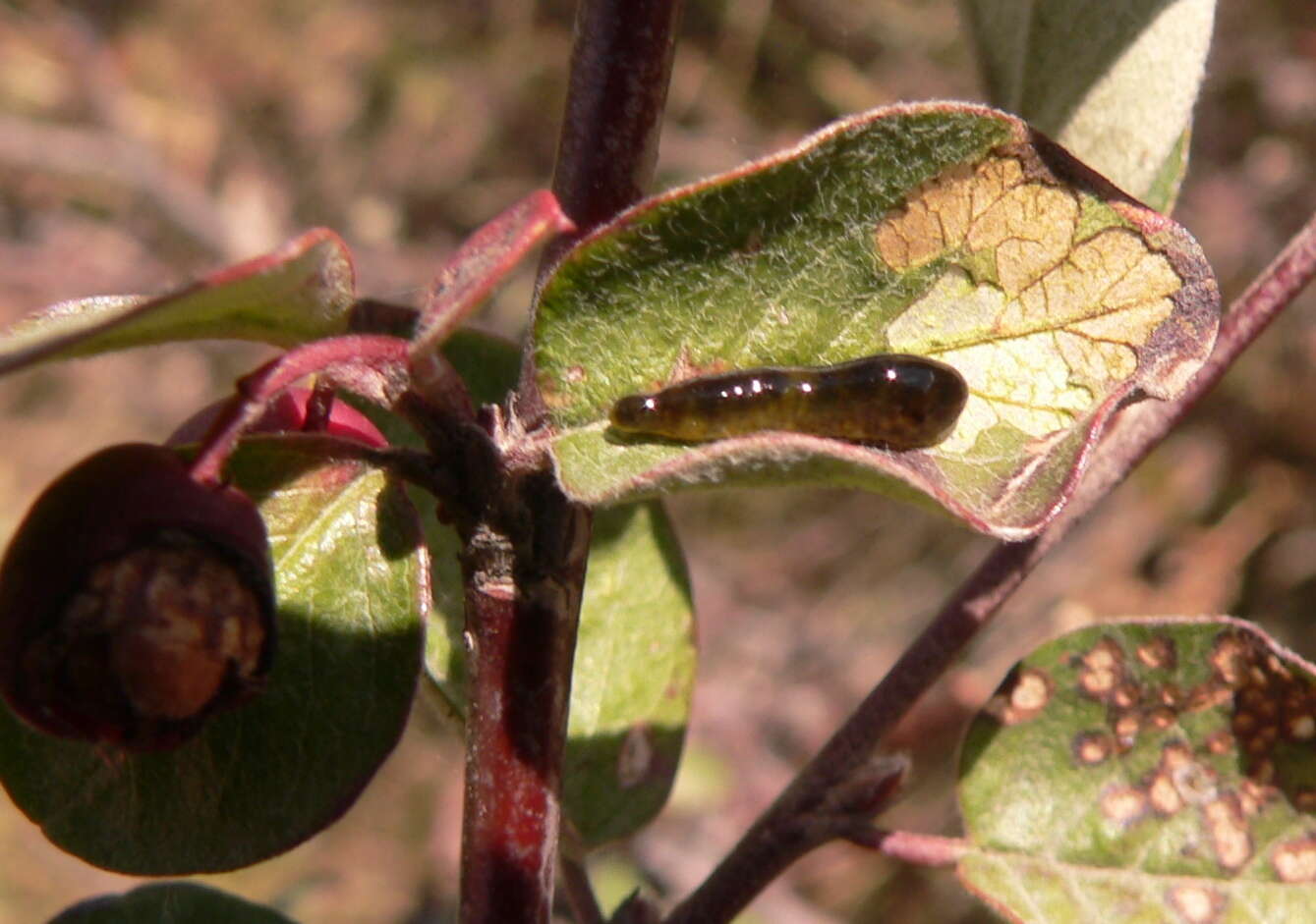 Image of Cherry slug