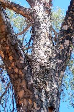 Image of Flindersia maculosa (Lindley) F. Müll.