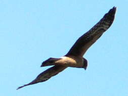 Image of Northern Harrier