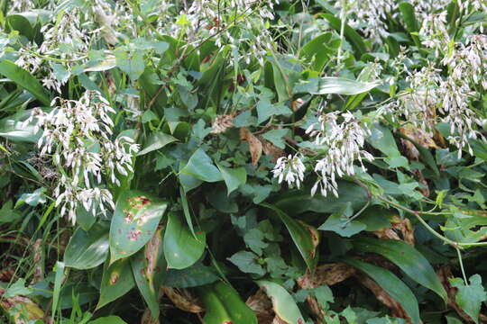 Image of Arthropodium cirratum (G. Forst.) R. Br.