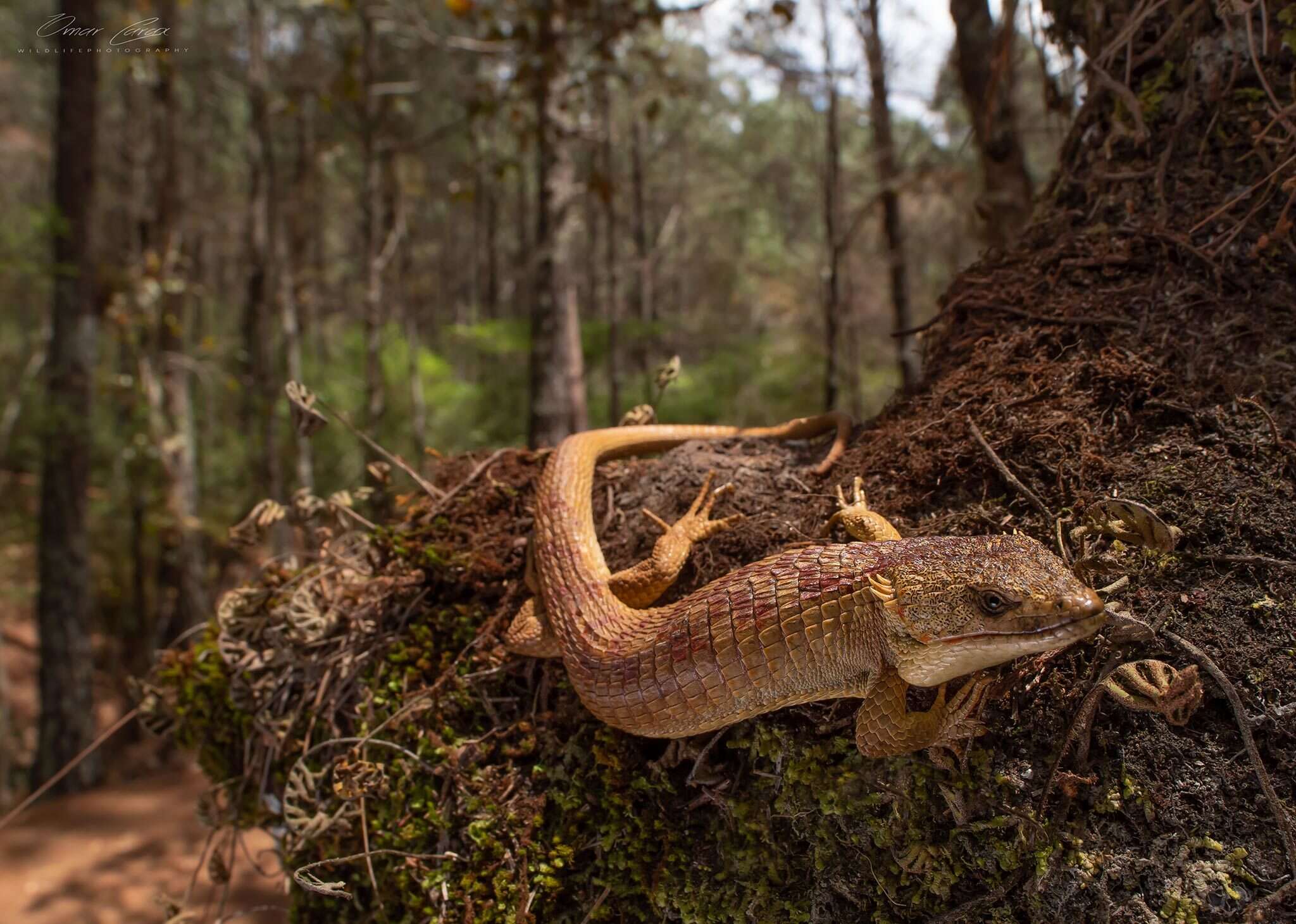 Image of Red-lipped Arboreal Alligator Lizard