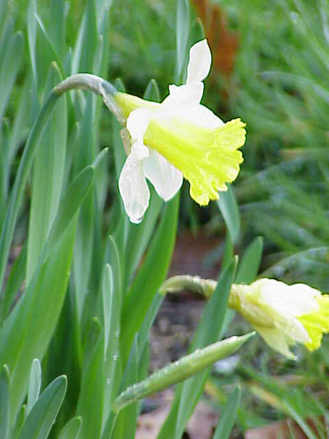 Image of daffodil