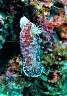 Image of Reticulated red slug