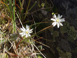 Imagem de Stellaria gracilenta Hook. fil.