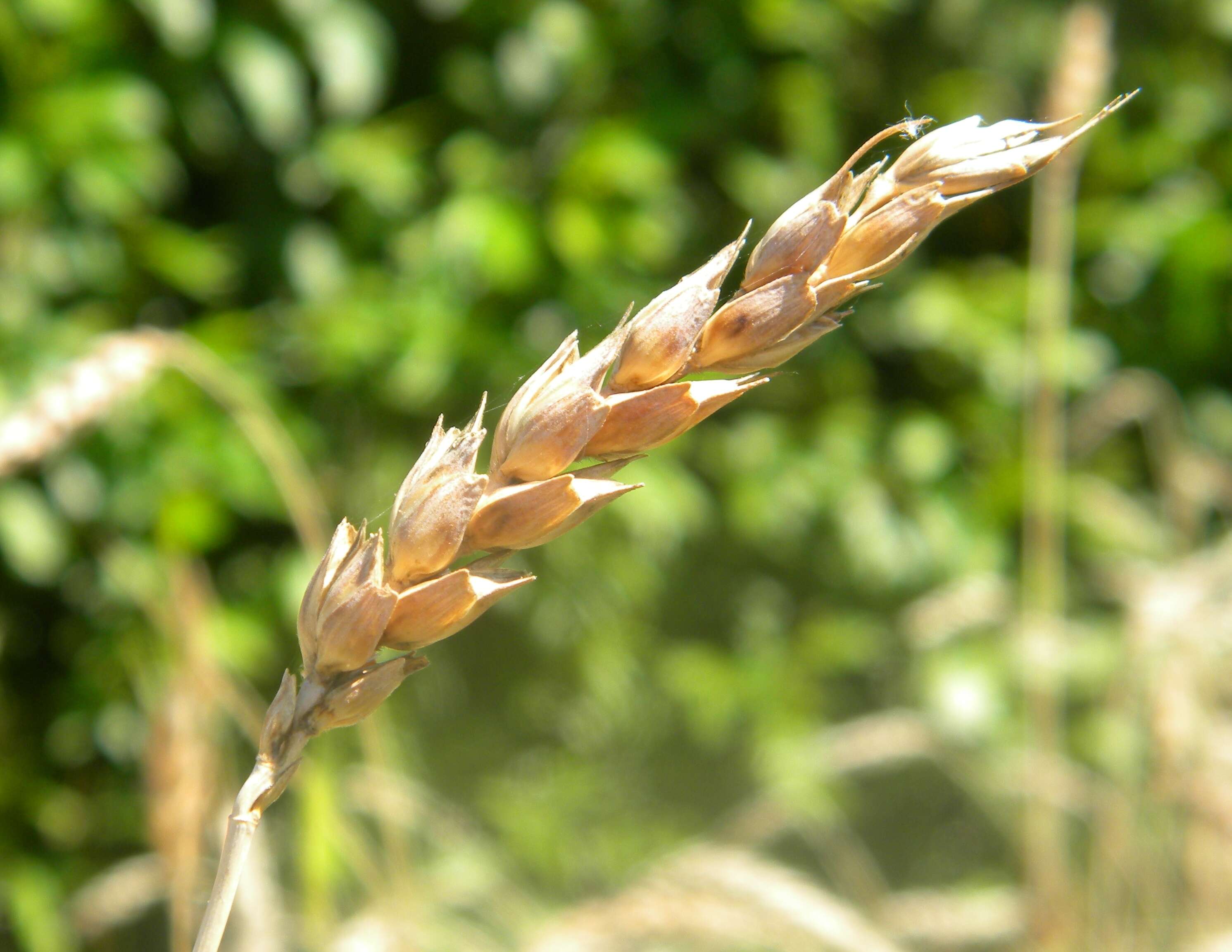 Слика од Triticum turgidum subsp. dicoccum (Schrank ex Schübl.) Thell.