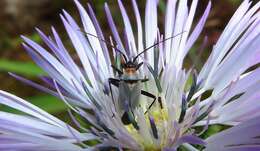 Image of Calocoris nemoralis (Fabricius 1787)