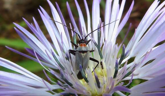 Image of Calocoris nemoralis (Fabricius 1787)