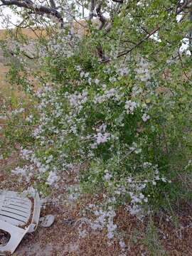 Image of Condea laniflora (Benth.) Harley & J. F. B. Pastore