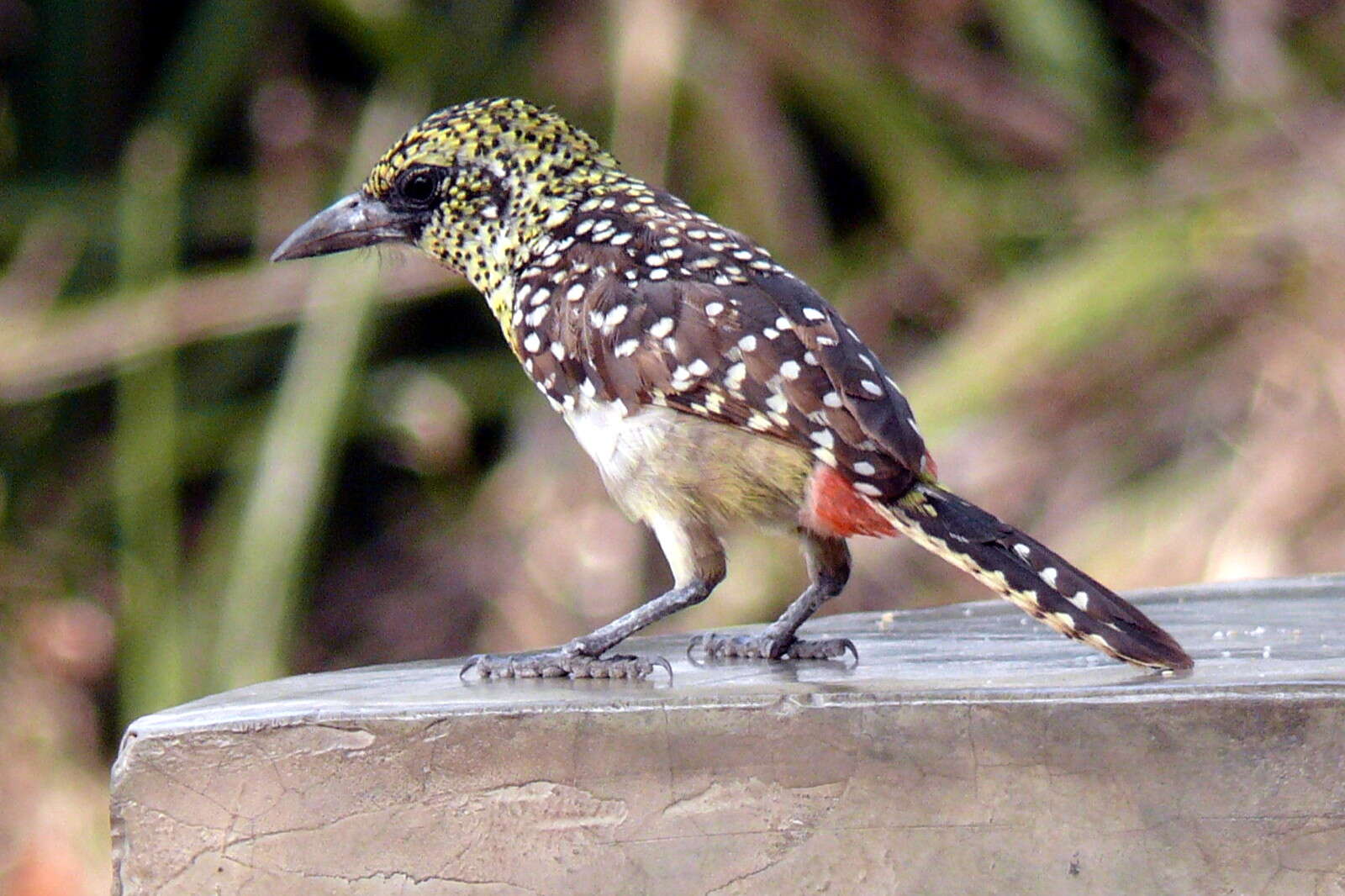 Image of D'Arnaud's Barbet