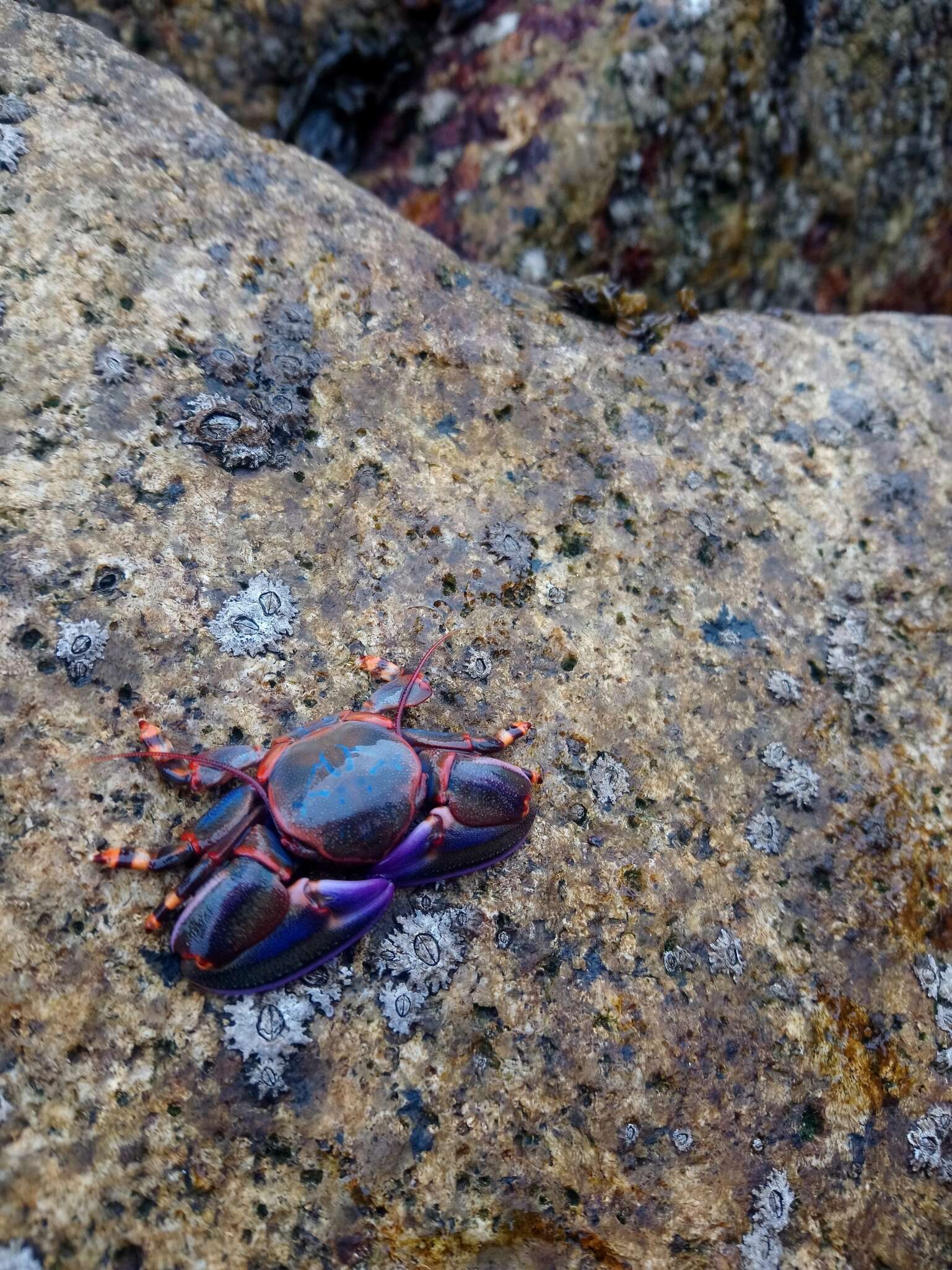 Image de Petrolisthes violaceus (Guérin 1829)