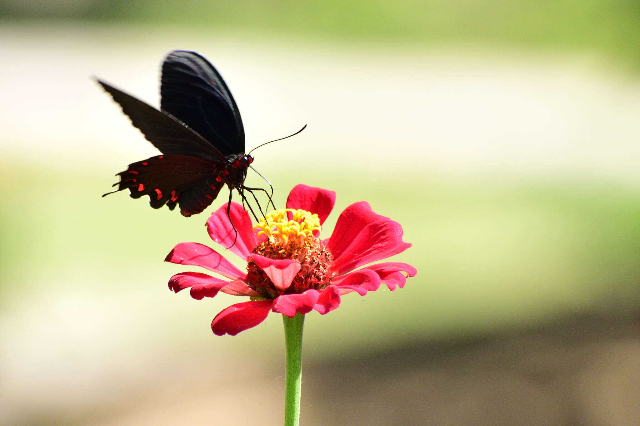 Parides montezuma (Westwood 1842) resmi