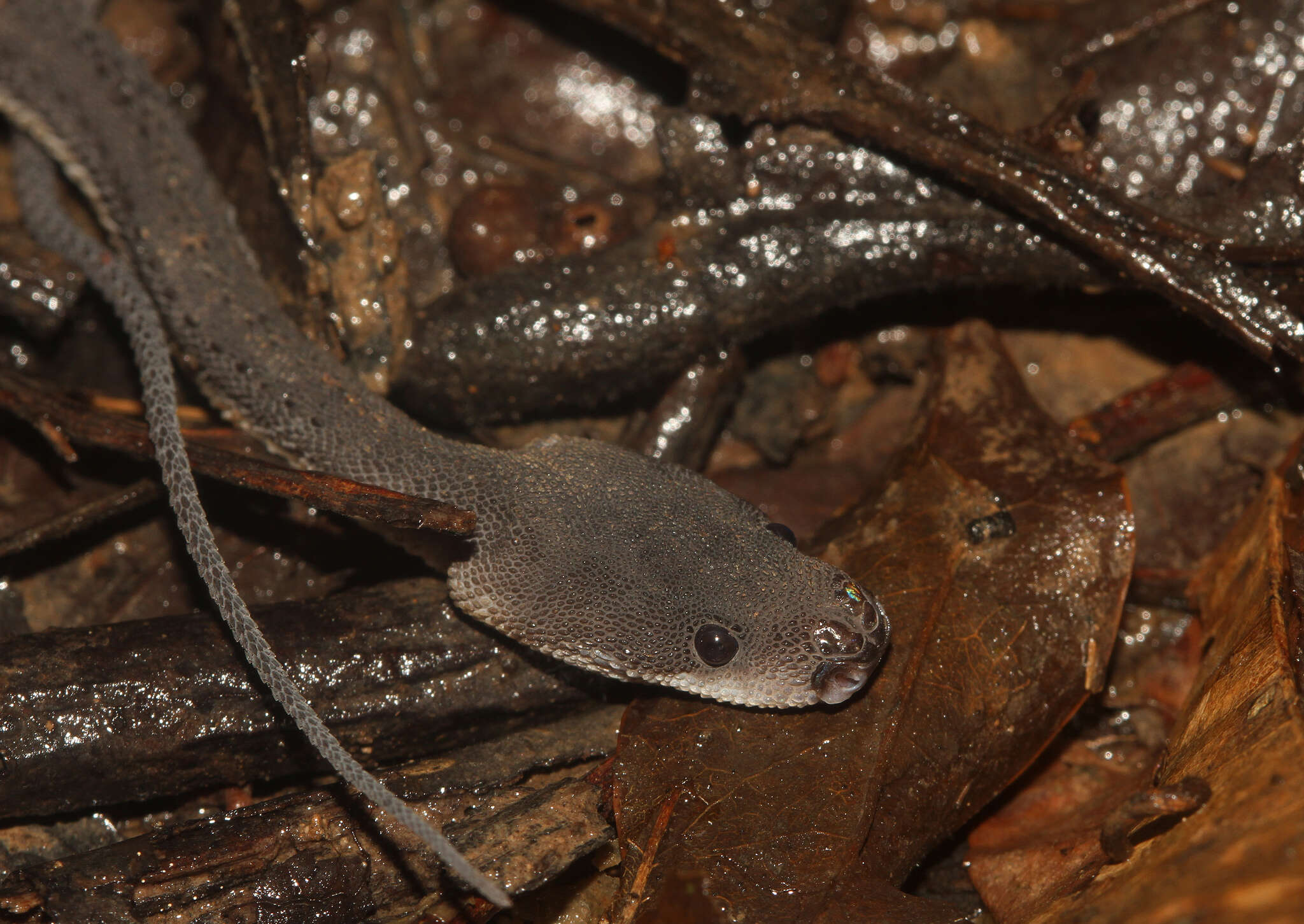 Image of Rough-backed Litter Snake