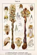 Image of ivy broomrape