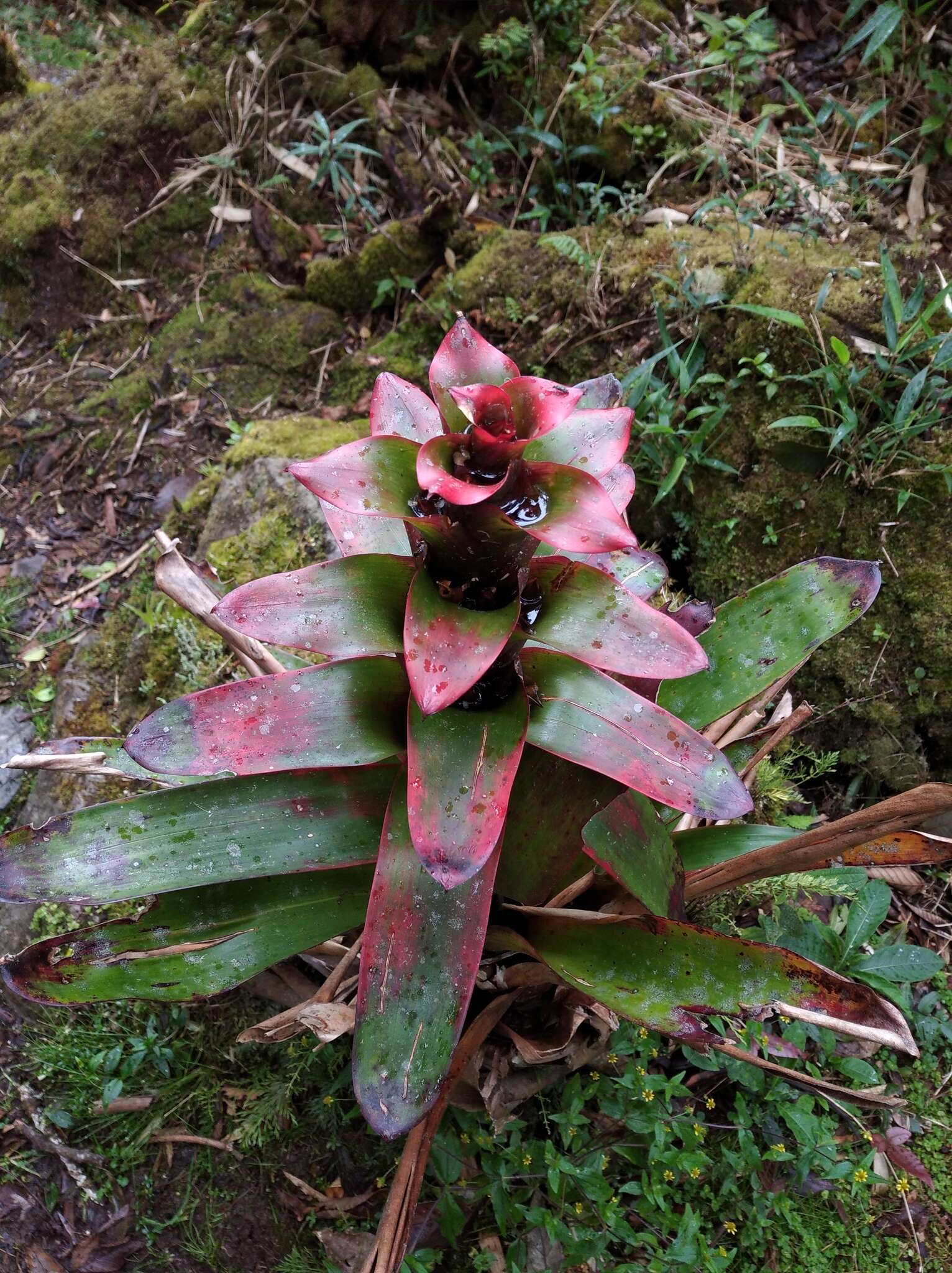 Image of Guzmania gloriosa (André) André ex Mez