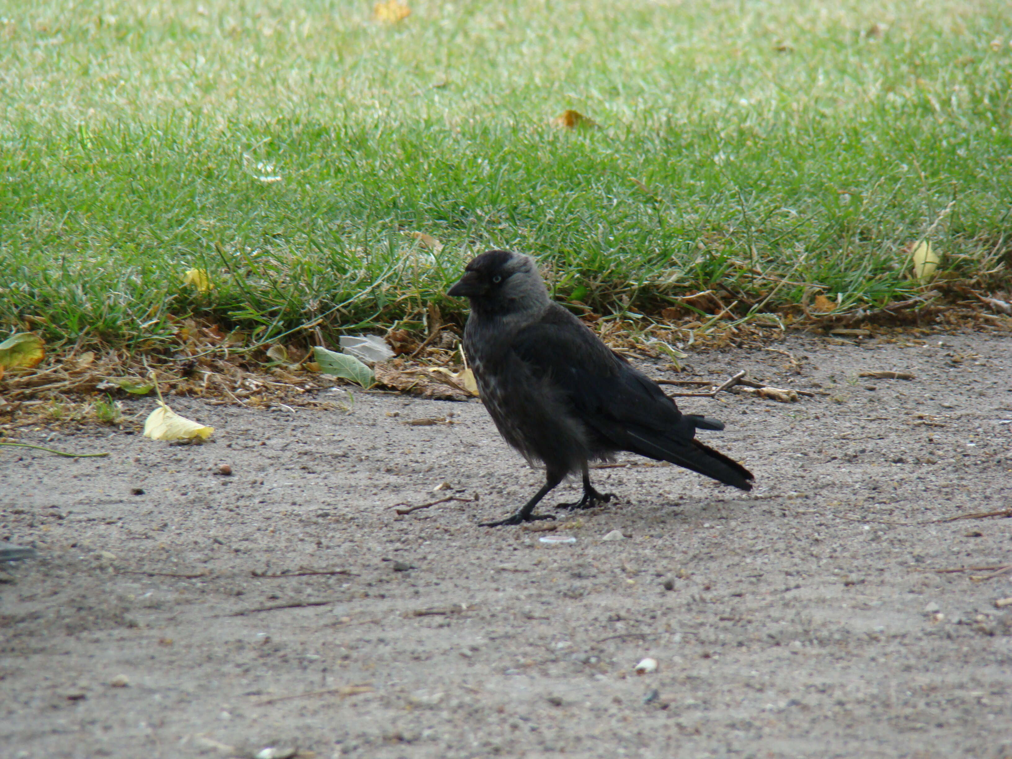 Image of Eurasian Jackdaw