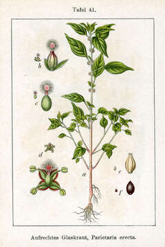 Image of erect pellitory-of-the-wall