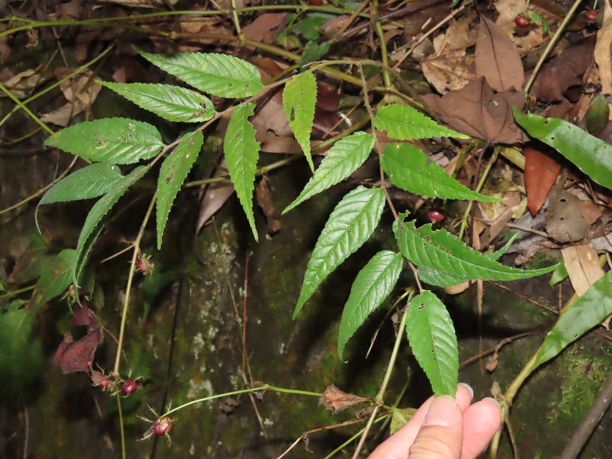 Cyclocodon lancifolius (Roxb.) Kurz resmi