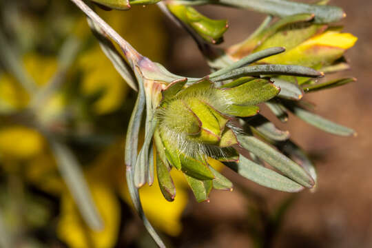 Image of Hibbertia glomerosa var. glomerosa