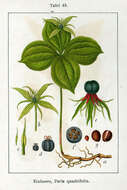 Image of herb Paris