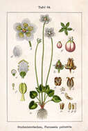 Plancia ëd Parnassia palustris L.