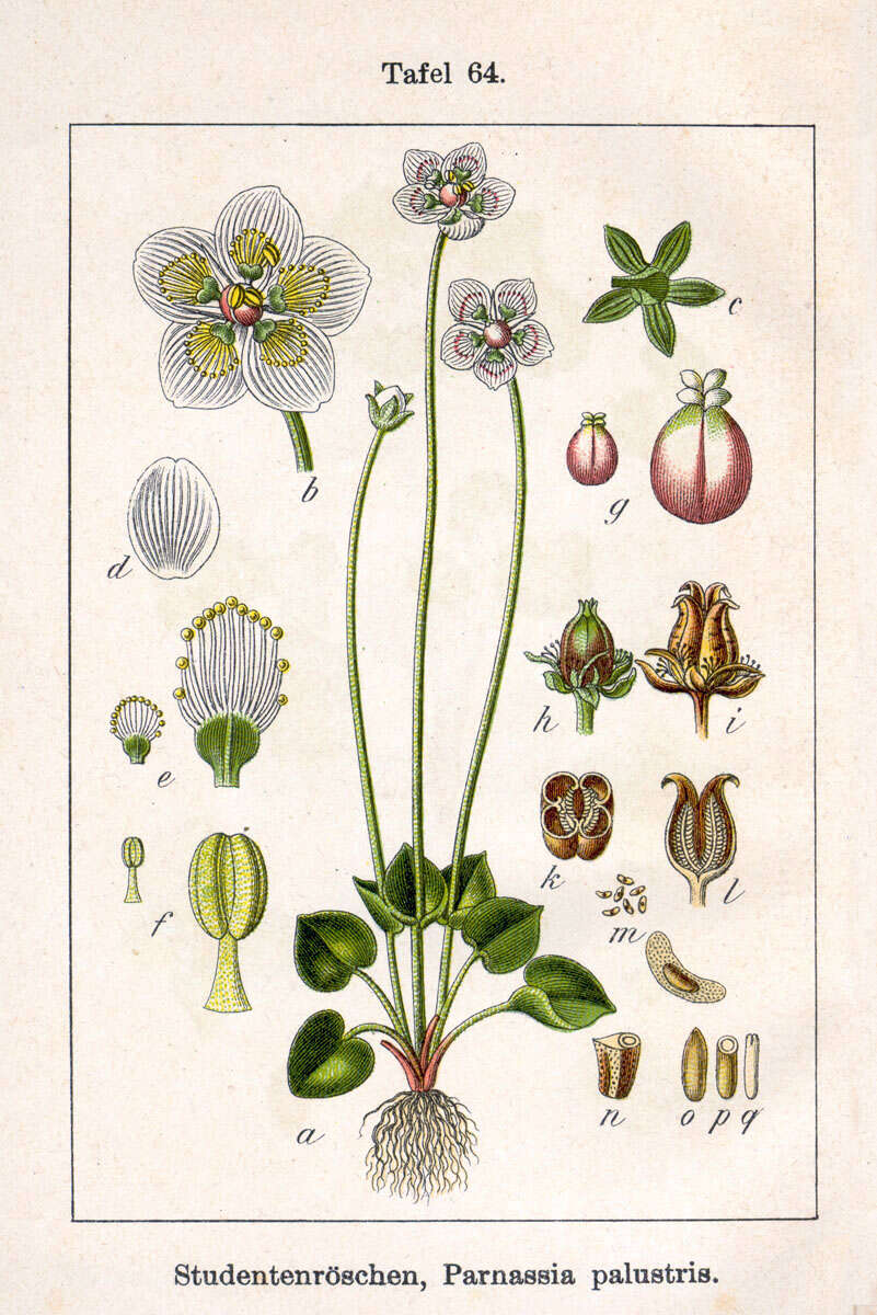 Plancia ëd Parnassia palustris L.