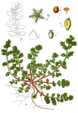 Image of smooth rupturewort