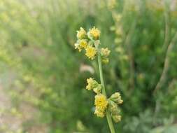 Image of Michaux's wormwood